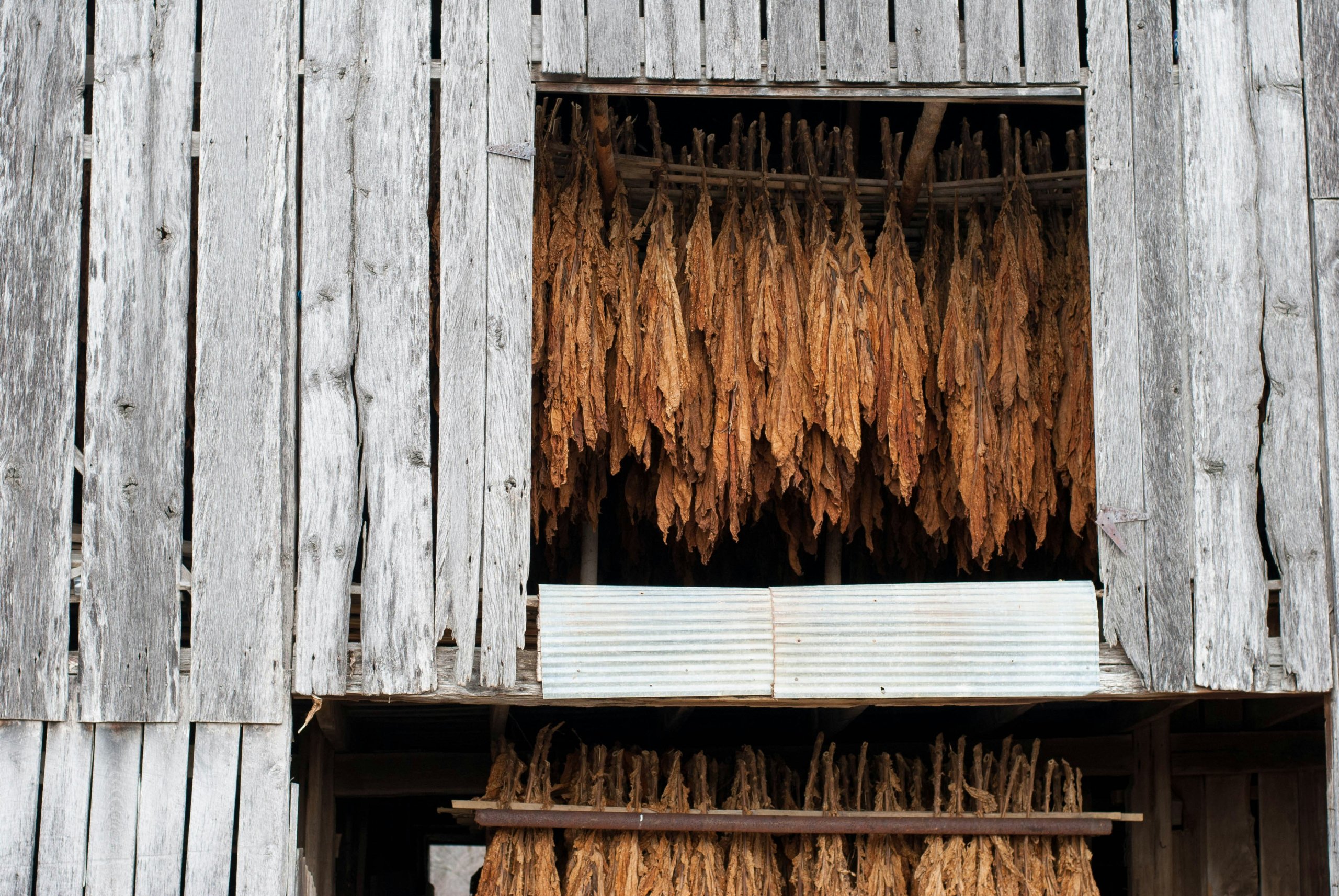 drying-tobacco